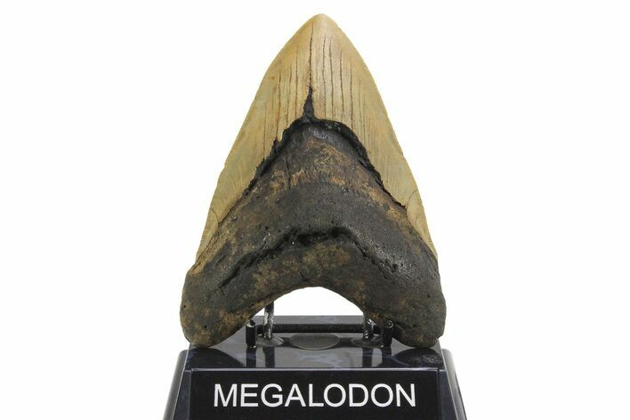 Fossil Megalodon Tooth - Huge NC Meg #298818
